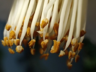 P5285356a.jpg